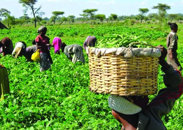 Herders, Farmers Urged to Embrace Peace